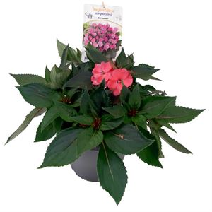 Afbeelding van EJ Impatiens NG P19 Sunpatiens Pearl Pink